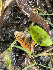 Tyspanodes striatus