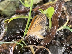 Tyspanodes striatus