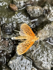 Tyspanodes striatus