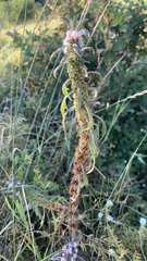 Leonurus glaucescens