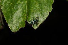 Pachyrhynchus tobafolius