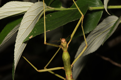 Phasmotaenia lanyuhensis