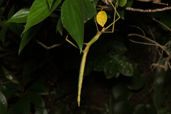 Phasmotaenia lanyuhensis