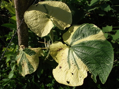 Pepper (Piper umbellatum)