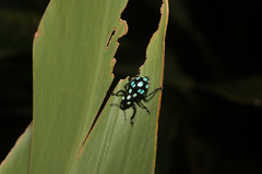 Pachyrhynchus sarcitis