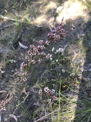 Micromyrtus