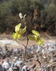 Bulbine foleyi