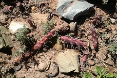 Opuntia aurantiaca