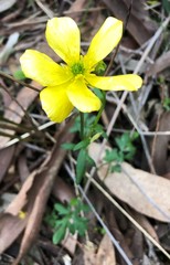 Ranunculus pachycarpus