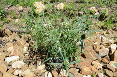 Leucas lavandulifolia