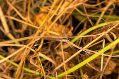 Argia apicalis