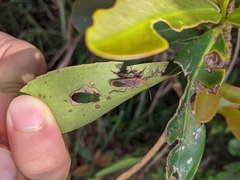 Thunbergia marginata