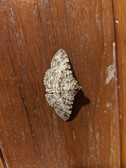 Polydesma boarmoides