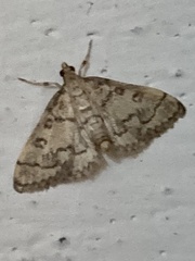 Metasia ophialis