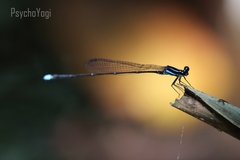 Prodasineura laidlawii