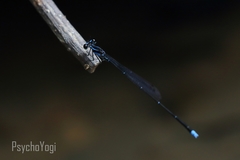 Prodasineura laidlawii