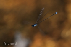 Prodasineura laidlawii