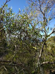Acacia confusa