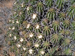 Euphorbia aggregata
