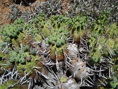 Euphorbia aggregata
