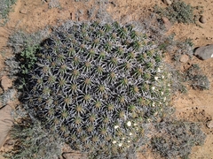 Euphorbia aggregata