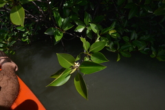 Rhizophora apiculata