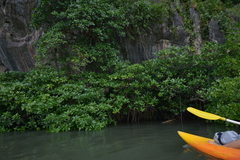 Rhizophora apiculata