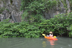 Rhizophora apiculata