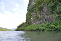 Rhizophora apiculata