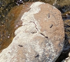Lasiopogon