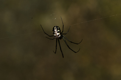 Leucauge argentina