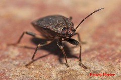 Rhyparothesus atomarius