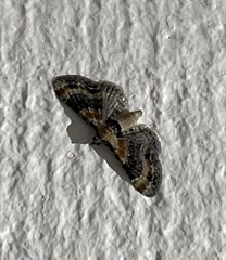 Eupithecia linariata