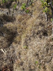 Zoysia pacifica