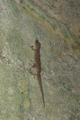 Gekko kikuchii