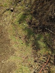 Zoysia pacifica