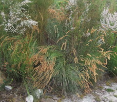 Platycaulos compressus