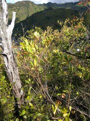 Citharexylum caudatum