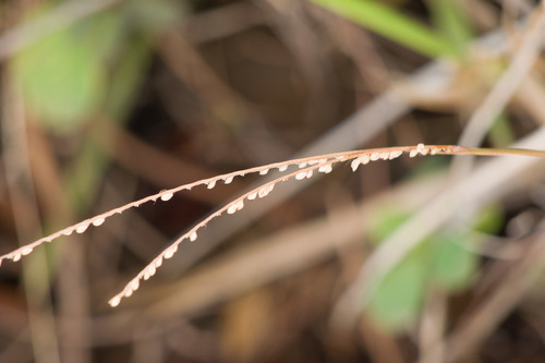 Paspalum pilosum