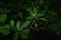 Fagraea berteroana