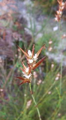 Platycaulos compressus