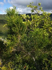 Acacia confusa