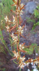 Platycaulos compressus