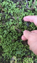 Callitriche muelleri