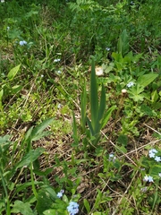 Iris × hybrida