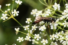 Lissonota cruentator