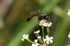 Lissonota cruentator