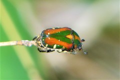 Gametis histrio