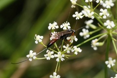 Lissonota cruentator