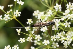 Lissonota cruentator